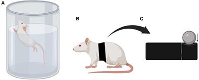 Aerobic exercise 3 times per week in adult rats did not influence the progression of periodontal disease